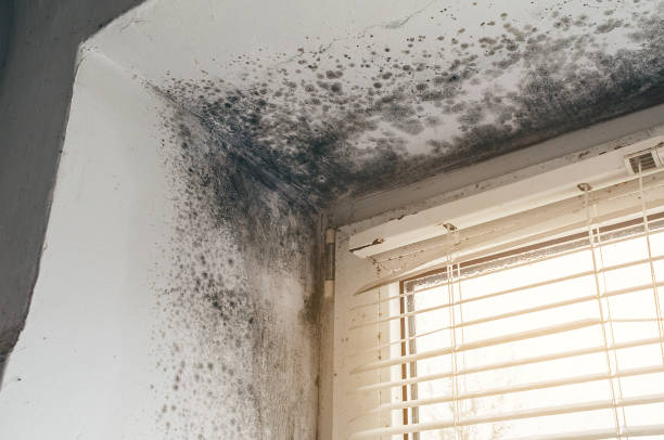 Trusted Mold Testing service in Bellefonte, PA - Cheap Mold Removal