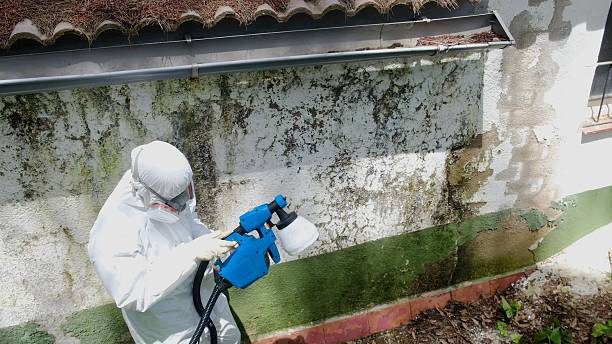 Top rated local Basement Mold Removal specialists in Bellefonte, PA